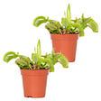 BLOOMIQUE - Lot de 2 - Dionaea Muscipula - Plante Carnivore - Facile d’entretien - 05-10 cm - vignette