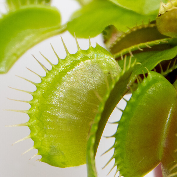 BLOOMIQUE - Lot de 2 - Dionaea Muscipula - Plante Carnivore - Facile d’entretien - 05-10 cm - large
