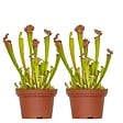 BLOOMIQUE - Lot de 2 - Sarracenia Juthatip Soper - Plante Trompette - Plante Carnivore - H. 10-20 cm - P. 12 cm - vignette