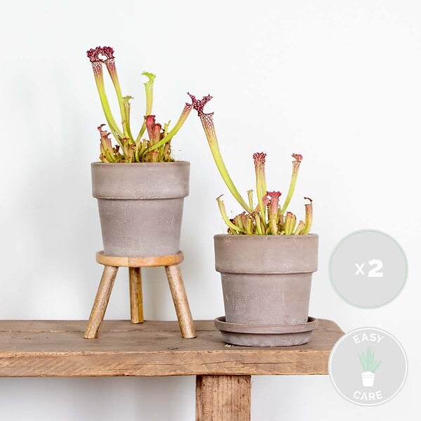 BLOOMIQUE - Lot de 2 - Sarracenia Juthatip Soper - Plante Trompette - Plante Carnivore - H. 10-20 cm - P. 12 cm - large