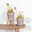 BLOOMIQUE - Lot de 2 - Sarracenia Juthatip Soper - Plante Trompette - Plante Carnivore - H. 10-20 cm - P. 12 cm - vignette