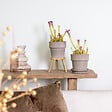 BLOOMIQUE - Lot de 2 - Sarracenia Juthatip Soper - Plante Trompette - Plante Carnivore - H. 10-20 cm - P. 12 cm - vignette