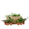 BLOOMIQUE - Lot de 12 - Plante surprise - Mélange de plantes vertes - H. 25-50 cm - P. 12 cm - vignette