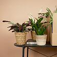 BLOOMIQUE - Lot de 12 - Plante surprise - Mélange de plantes vertes - H. 25-50 cm - P. 12 cm - vignette