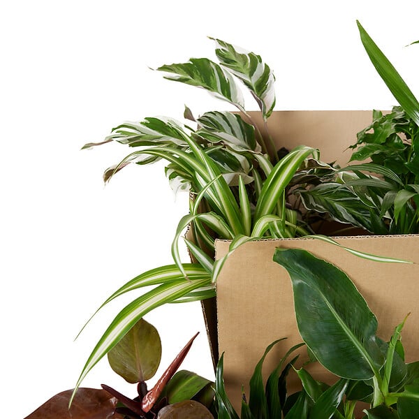 BLOOMIQUE - Lot de 12 - Plante surprise - Mélange de plantes vertes - H. 25-50 cm - P. 12 cm - large