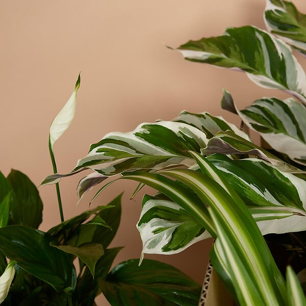 BLOOMIQUE - Lot de 12 - Plante surprise - Mélange de plantes vertes - H. 25-50 cm - P. 12 cm - large