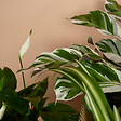 BLOOMIQUE - Lot de 12 - Plante surprise - Mélange de plantes vertes - H. 25-50 cm - P. 12 cm - vignette