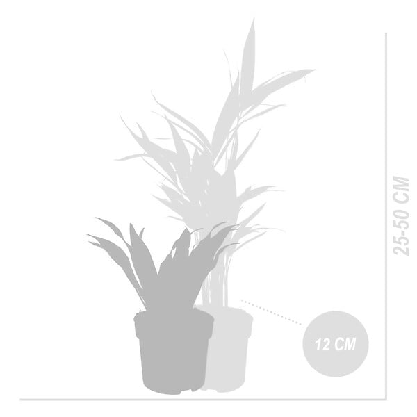 BLOOMIQUE - Lot de 12 - Plante surprise - Mélange de plantes vertes - H. 25-50 cm - P. 12 cm - large