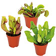 BLOOMIQUE - Lot de 3 - Plantes carnivores - Mélange - Plantes d’intérieur - Faciles d’entretien - 5-10 cm - vignette