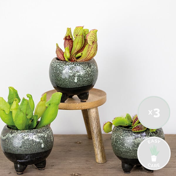 BLOOMIQUE - Lot de 3 - Plantes carnivores - Mélange - Plantes d’intérieur - Faciles d’entretien - 5-10 cm - large