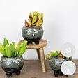 BLOOMIQUE - Lot de 3 - Plantes carnivores - Mélange - Plantes d’intérieur - Faciles d’entretien - 5-10 cm - vignette