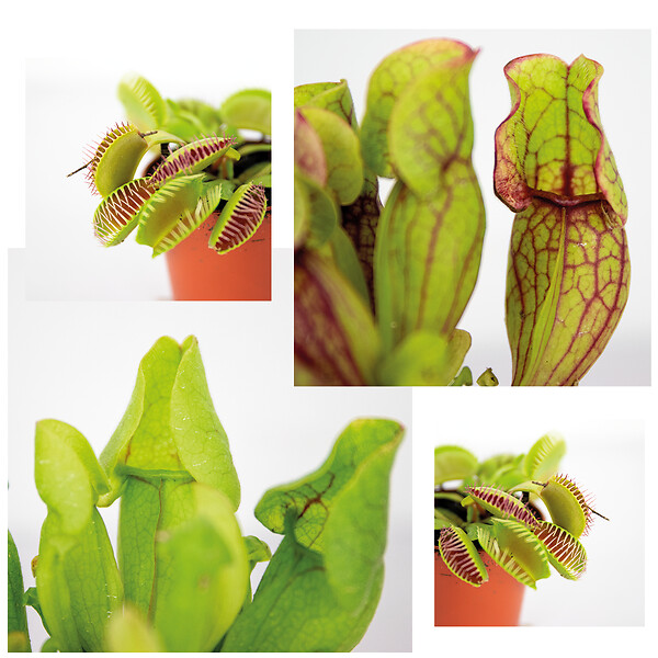 BLOOMIQUE - Lot de 3 - Plantes carnivores - Mélange - Plantes d’intérieur - Faciles d’entretien - 5-10 cm - large