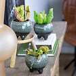 BLOOMIQUE - Lot de 3 - Plantes carnivores - Mélange - Plantes d’intérieur - Faciles d’entretien - 5-10 cm - vignette