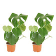 BLOOMIQUE - Lot de 2 - Monstera Deliciosa - Plante-gruyère - Plante d'intérieur - H. 30-40 cm - P. 12 cm - vignette