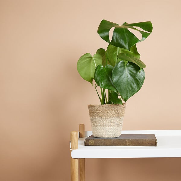 BLOOMIQUE - Lot de 2 - Monstera Deliciosa - Plante-gruyère - Plante d'intérieur - H. 30-40 cm - P. 12 cm - large