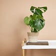 BLOOMIQUE - Lot de 2 - Monstera Deliciosa - Plante-gruyère - Plante d'intérieur - H. 30-40 cm - P. 12 cm - vignette