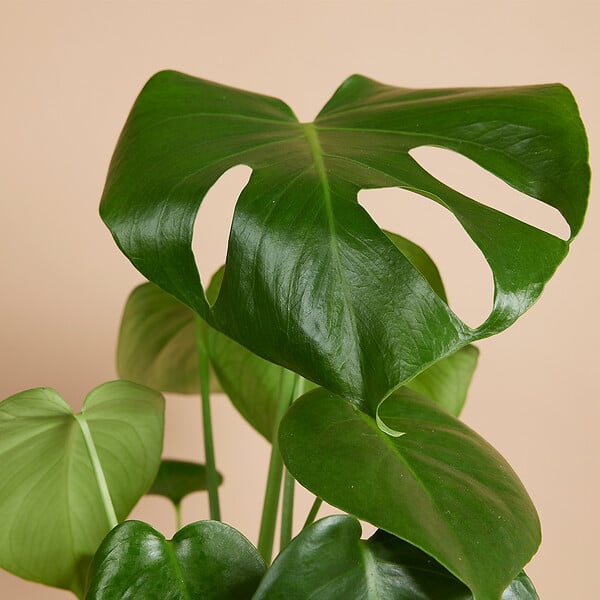 BLOOMIQUE - Lot de 2 - Monstera Deliciosa - Plante-gruyère - Plante d'intérieur - H. 30-40 cm - P. 12 cm - large