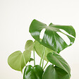 BLOOMIQUE - Lot de 2 - Monstera Deliciosa - Plante-gruyère - Plante d'intérieur - H. 30-40 cm - P. 12 cm - vignette