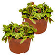 BLOOMIQUE - Lot de 2 - Dionaea Muscipula - Dionée Attrape-Mouche - Plante Carnivore - H. 10-15 cm - P. 12 cm - vignette