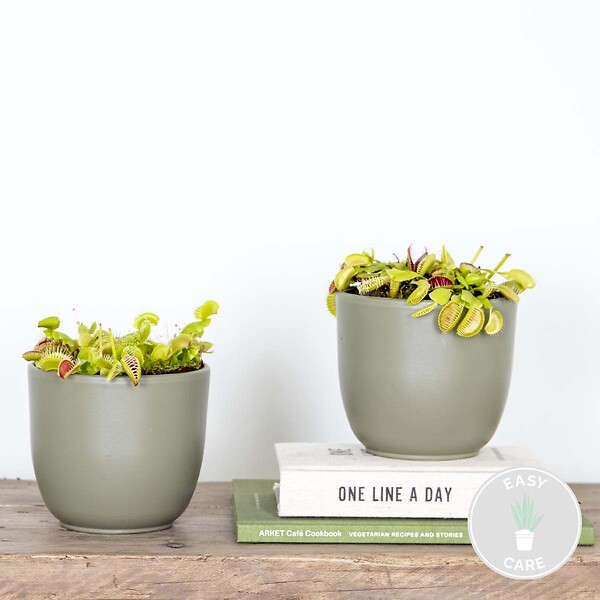 BLOOMIQUE - Lot de 2 - Dionaea Muscipula - Dionée Attrape-Mouche - Plante Carnivore - H. 10-15 cm - P. 12 cm - large