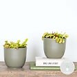 BLOOMIQUE - Lot de 2 - Dionaea Muscipula - Dionée Attrape-Mouche - Plante Carnivore - H. 10-15 cm - P. 12 cm - vignette