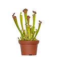 BLOOMIQUE - Sarracenia Juthatip Soper - Plante Trompette - Plante Carnivore - H. 10-20 cm - P. 12 cm - vignette