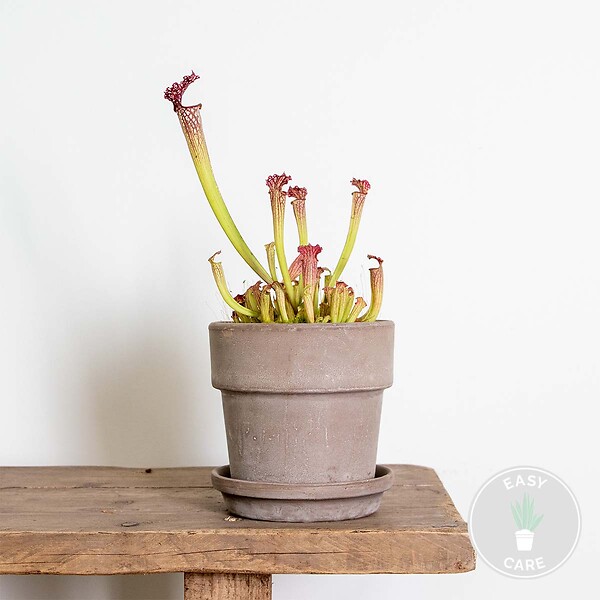 BLOOMIQUE - Sarracenia Juthatip Soper - Plante Trompette - Plante Carnivore - H. 10-20 cm - P. 12 cm - large