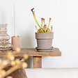 BLOOMIQUE - Sarracenia Juthatip Soper - Plante Trompette - Plante Carnivore - H. 10-20 cm - P. 12 cm - vignette