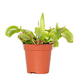 BLOOMIQUE - Dionaea Muscipula - Dionée Attrape-Mouche - Plante Carnivore - H. 5-10 cm - P. 6 cm - vignette