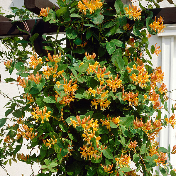 BLOOMIQUE - Lot de 2 - Lonicera Tellmanniana - Chèvrefeuille arbustif - Orange - P. 15cm - H. 70-80 cm - large