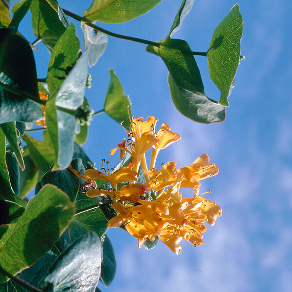 BLOOMIQUE - Lot de 2 - Lonicera Tellmanniana - Chèvrefeuille arbustif - Orange - P. 15cm - H. 70-80 cm - large