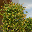 BLOOMIQUE - Lot de 2 - Lonicera Tellmanniana - Chèvrefeuille arbustif - Orange - P. 15cm - H. 70-80 cm - vignette