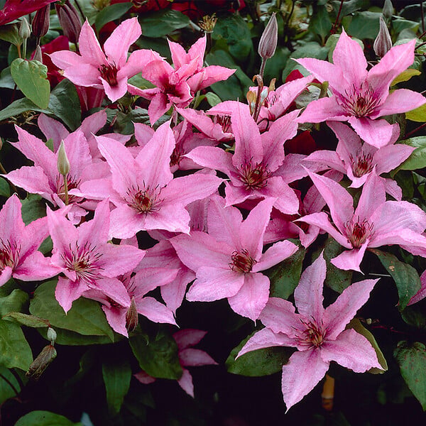 BLOOMIQUE - Clématite Hagley Hybride - Vigne forestière - Rose - Pot 15 cm - 70-80 cm de haut - large