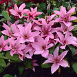 BLOOMIQUE - Clématite Hagley Hybride - Vigne forestière - Rose - Pot 15 cm - 70-80 cm de haut - vignette