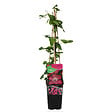 BLOOMIQUE - Clématite Ville de Lyon - Vigne forestière - Rose foncé - Plantes grimpantes - P. 15cm - H. 70-80 cm - vignette