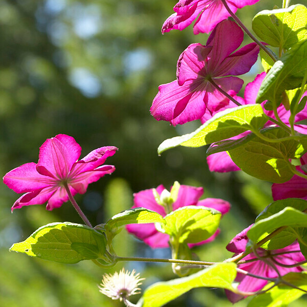 BLOOMIQUE - Clématite Ville de Lyon - Vigne forestière - Rose foncé - Plantes grimpantes - P. 15cm - H. 70-80 cm - large