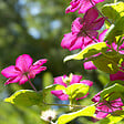 BLOOMIQUE - Clématite Ville de Lyon - Vigne forestière - Rose foncé - Plantes grimpantes - P. 15cm - H. 70-80 cm - vignette