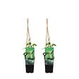 BLOOMIQUE - Lot de 2 - Humulus Lupulus - Plante de Houblon - P. 15 cm - H. 70-80 cm - vignette