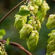 BLOOMIQUE - Lot de 2 - Humulus Lupulus - Plante de Houblon - P. 15 cm - H. 70-80 cm - vignette