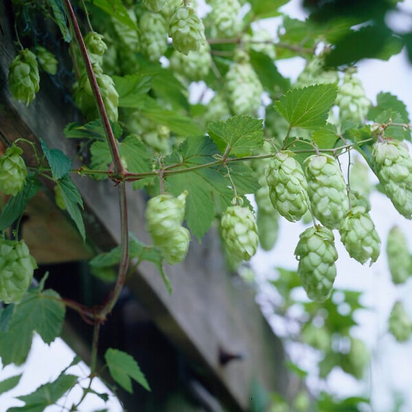 BLOOMIQUE - Lot de 2 - Humulus Lupulus - Plante de Houblon - P. 15 cm - H. 70-80 cm - large