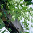 BLOOMIQUE - Lot de 2 - Humulus Lupulus - Plante de Houblon - P. 15 cm - H. 70-80 cm - vignette