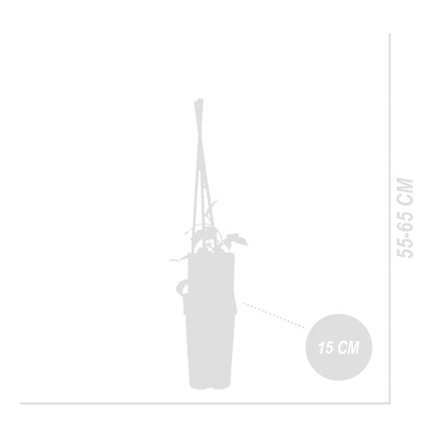 BLOOMIQUE - Lot de 2 - Humulus Lupulus - Plante de Houblon - P. 15 cm - H. 70-80 cm - large