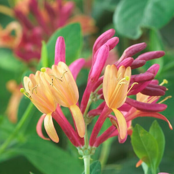 BLOOMIQUE - Lot de 2 - Lonicera Heckrottii Goldflame - Chèvrefeuille - Rouge, Jaune - P. 15cm - H. 70-80 cm - large