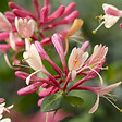 BLOOMIQUE - Lot de 2 - Lonicera Heckrottii Goldflame - Chèvrefeuille - Rouge, Jaune - P. 15cm - H. 70-80 cm - vignette