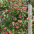 BLOOMIQUE - Lot de 2 - Lonicera Heckrottii Goldflame - Chèvrefeuille - Rouge, Jaune - P. 15cm - H. 70-80 cm - vignette