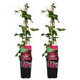 BLOOMIQUE - Set van 2 - Clematis Ville de Lyon - Bosrank - Donkerroze - Klimplanten - Tuinplanten - P. 15cm - vignette