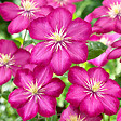 BLOOMIQUE - Set van 2 - Clematis Ville de Lyon - Bosrank - Donkerroze - Klimplanten - Tuinplanten - P. 15cm - vignette