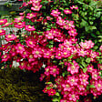 BLOOMIQUE - Set van 2 - Clematis Ville de Lyon - Bosrank - Donkerroze - Klimplanten - Tuinplanten - P. 15cm - vignette