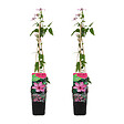 BLOOMIQUE - Lot de 2 - Clématite Hagley Hybride - Vigne forestière - Rose - P. 15 cm - H. 70-80 cm - vignette
