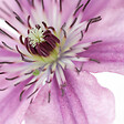 BLOOMIQUE - Lot de 2 - Clématite Hagley Hybride - Vigne forestière - Rose - P. 15 cm - H. 70-80 cm - vignette